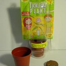 Image of TickleMe Plant Single Pot Kit
