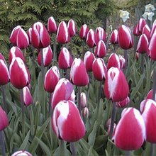 Image of Tulip Guus Papendrecht