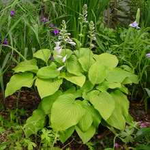 Image of Hosta August Moon