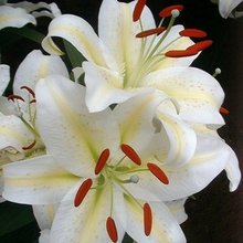 Image of Oriental Lily Pompei