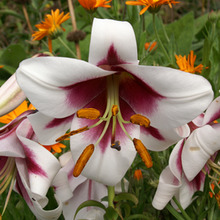 Image of Oriental Hybrid Lily Friso