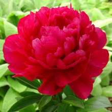 Image of Peony Kansas