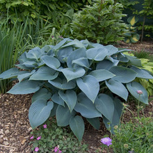 Image of Hosta Halcyon