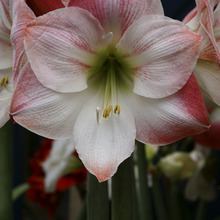 Image of Apple Blossom