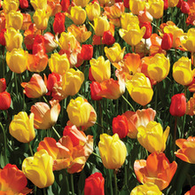 Image of Blend Warm Spring Day