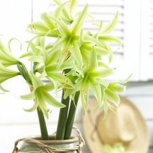 Image of Evergreen