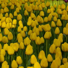 Image of Golden Apeldoorn