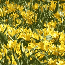 Image of Yellow Mammouth (large flowering)