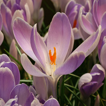 Image of Vanguard (large flowering)