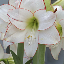 Image of Picotee