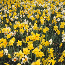 Image of Blend Naturalizing Meadow