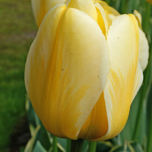 Image of Jaap Groot