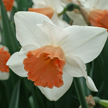 Image of Accent