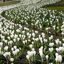 Image of Jeanne d'Arc (large flowering)