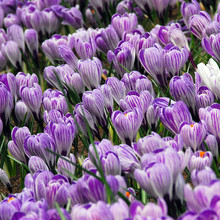Image of Pickwick (large flowering)